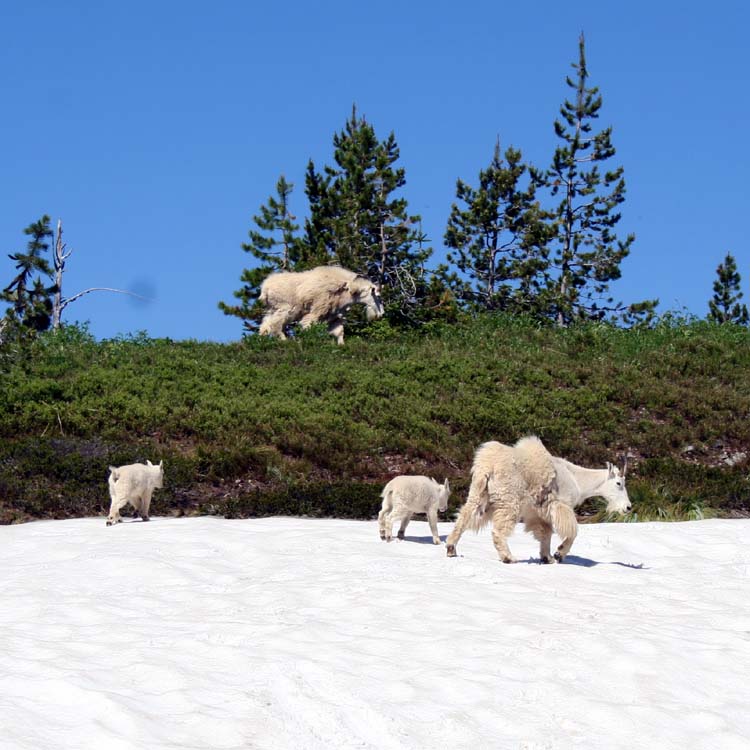 5 Places to Backpack in Montana, Backpacking 101 by Heather Balogh Rochfort, AD